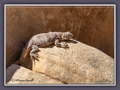 Chuckwalla