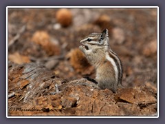 Cliff Chipmunk auf dem Mount Wheeler