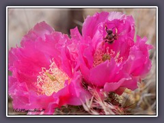 Die Wüste in Nevada lebt - Beavertail Cactus mit Biene