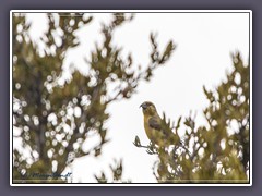 Fichtenkreuzschnabel - Weibchen