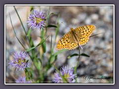 Fritillary - Perlmutterfalter auf dem Mount Wheeler