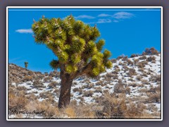 Joshuatree