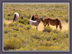 Mustangs am Highway 50