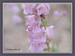 Penstemon Palmeri  - Palmer's Penstemon