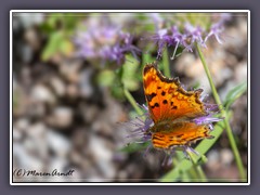 Satyr Comma -  Polygonia satyrus -verwandt mit dem Komma Falter