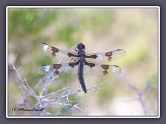 Stillwater National Whildlife Refuge - Eight Spotted Skimmer 