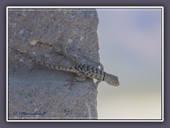 Western Fence Lizard