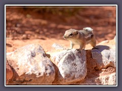 White Tailed Antelope Squirrel