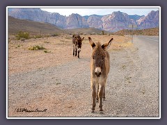 Wild Burros