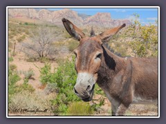 Wild Burro am Red Rock Canyon