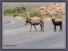 Wildlife on Street