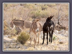 Wildwest am Red Rock Canyon Drive