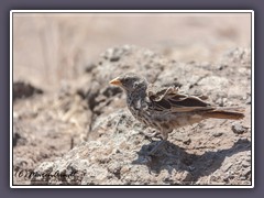 Rotschwanzweber - ein Vogel der nur in Tanzania vorkommt - Rufous tailed Weaver - Histurgops ruficaudus