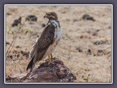 Steppenbussard - Buteo b. vulpinus hält Ausschau nach beute