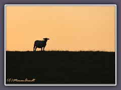 Deichschaf