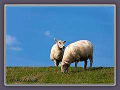 Deichschafe unter blauem Himmel