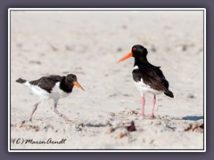 St Peter Ording - Austernfischer