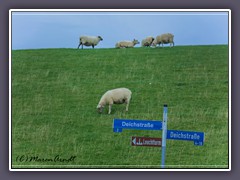 Westerhever - am Deich