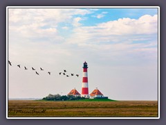 Westerhever - Gänseschwarm