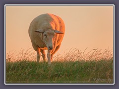 Westerhever - im warmen Abendlicht