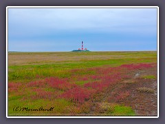 Westerhever - leuchtende Herbstfarben in den Salzwiesen