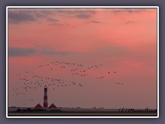 Westerhever - Leuchtturm und Gänse im Abendrot