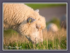 Westerhever - Schafsnase