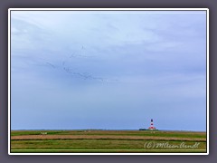 Westerhever - Zugvögel