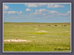 Prairie Dog City mit Büffelherde  - Buffalo Gap National Grassland