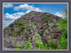 Frühlingsblüten - Estes Park