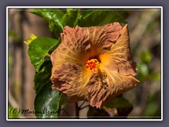 5 000 Hibiskusarten gibt es inzwischen