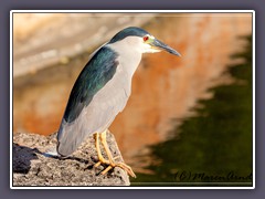 Black Crowned Night Heron in Honolulu