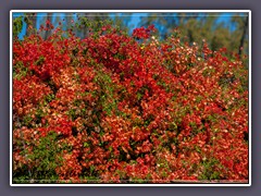 Bougainvilleas