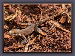 Green  Anole Lizard - Anolis Carolinensis