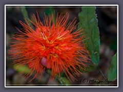 Hawaii Mountain Apple Flower