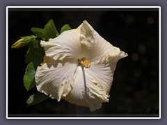 Hibiskus State Flower of Hawaii