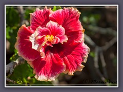 Hibiskusblüten im Botanischen Garten von Waihiawa