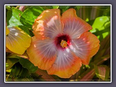 Hidden Valley Hibiskus