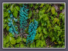 Jade Vine im Botanischen Garten von Waihiawa