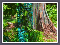 Jade Wein vor Rainbow Gum Tree