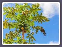 Papaya