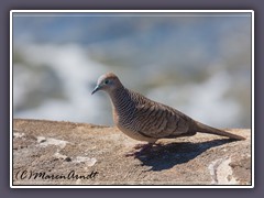 Zebrataube zugewandert aus Südostasien