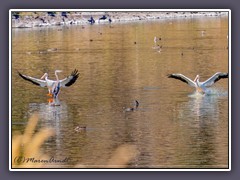 Bird Migration