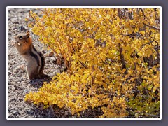 Golden Mantled Ground Squirrel