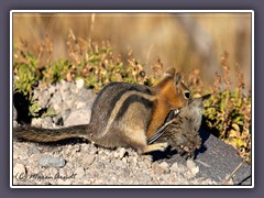 Goldmantel-Ziesel - Callospermophilus lateralis 