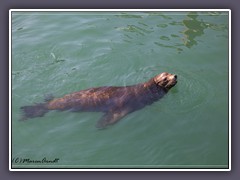 Im Hafenwasser - Eared Seal - Ohrenrobbe