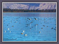 Lake Klamath