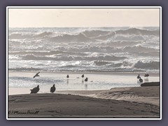 Unter Geiern am Strand von Newport