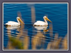 White Pelican - die schwarzen Punkte sind Insekten