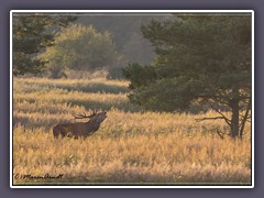 Brunft im Nationalpark Vorpommrsche Boddenlandschaft